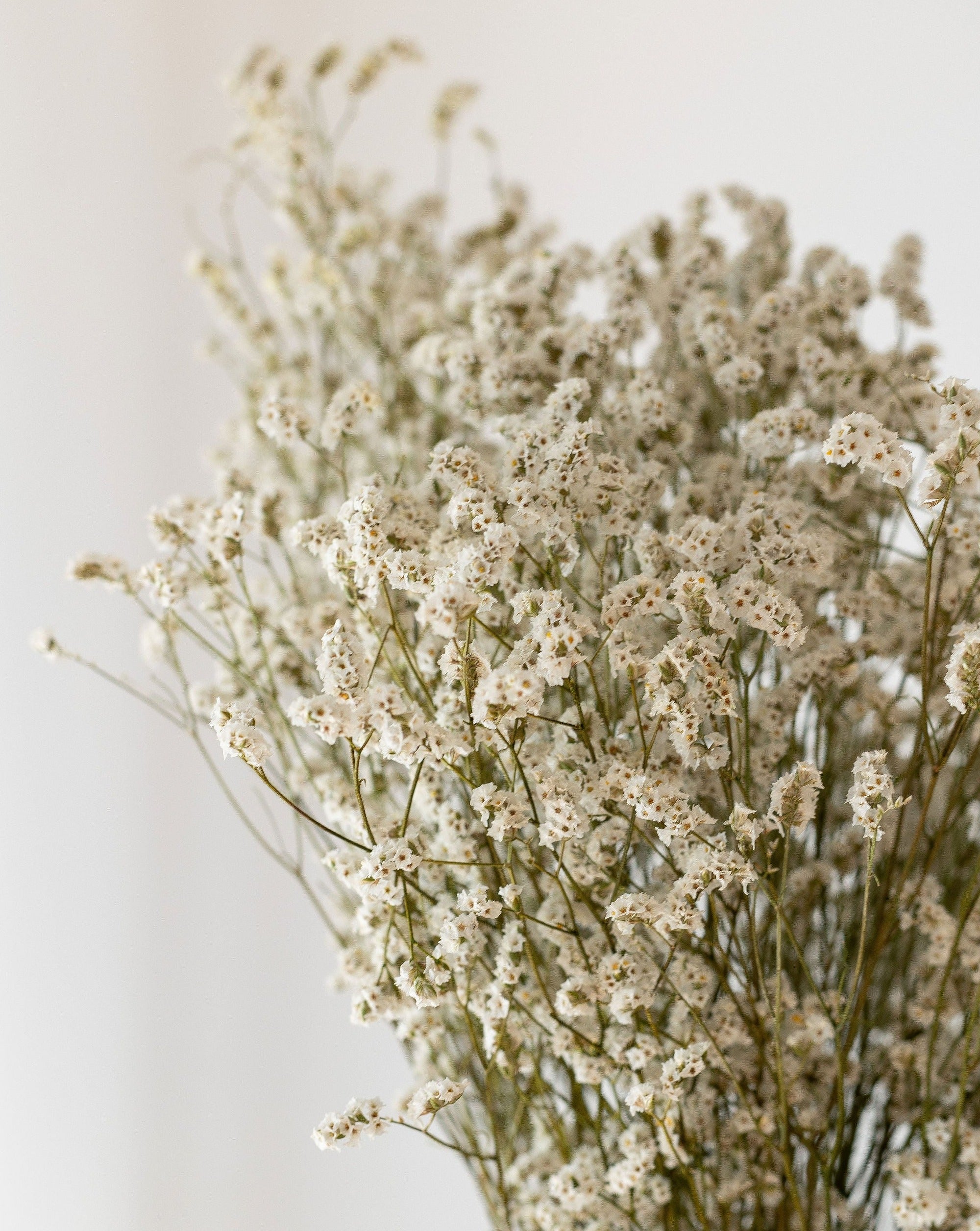 Ramillete limonium  preservado blanco 