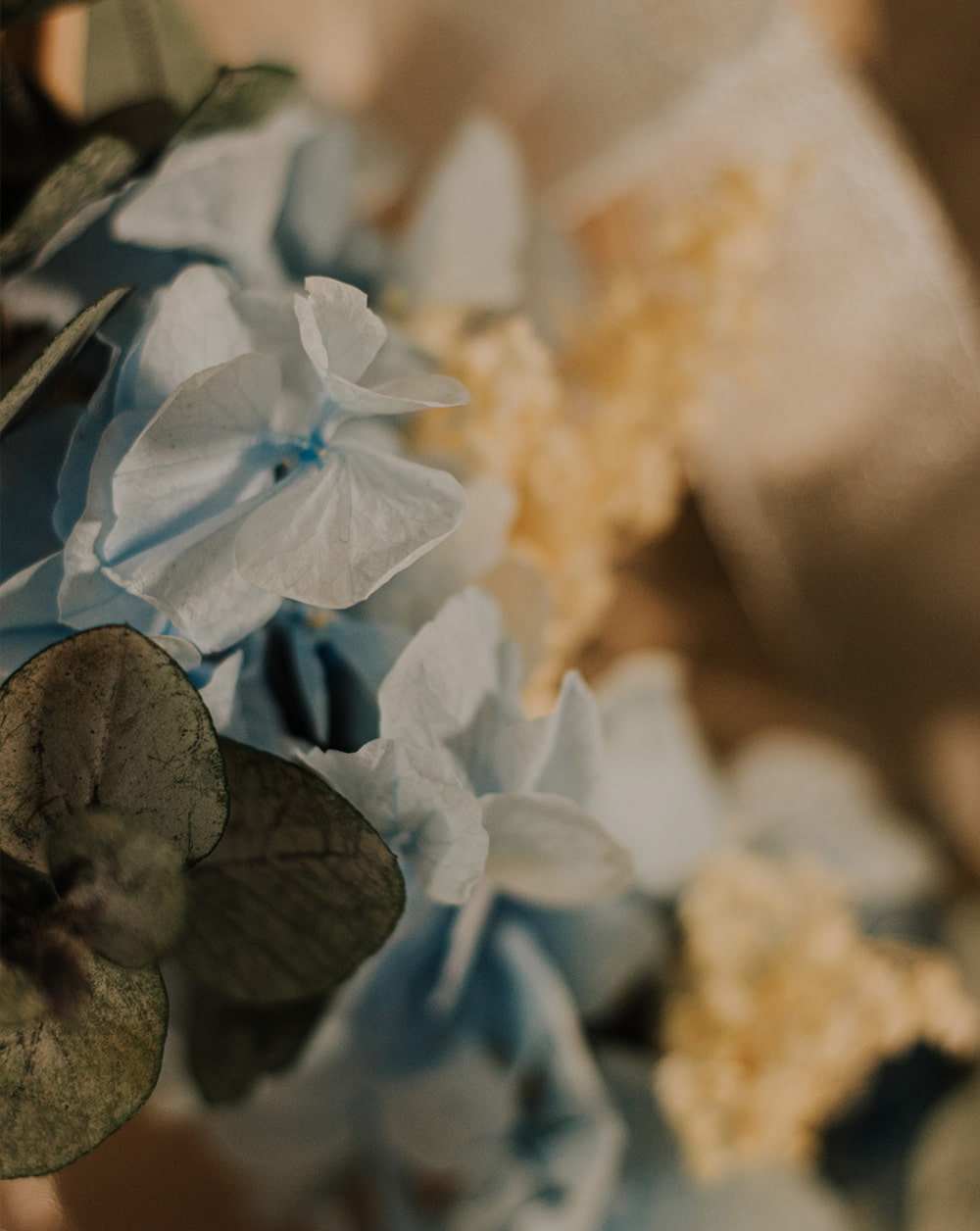 porta alianzas hortensias porta alianzas flores preservadas Flores de hortensia azul y blanca con eucalipto cinerea y brooms blanco. 
 lazada