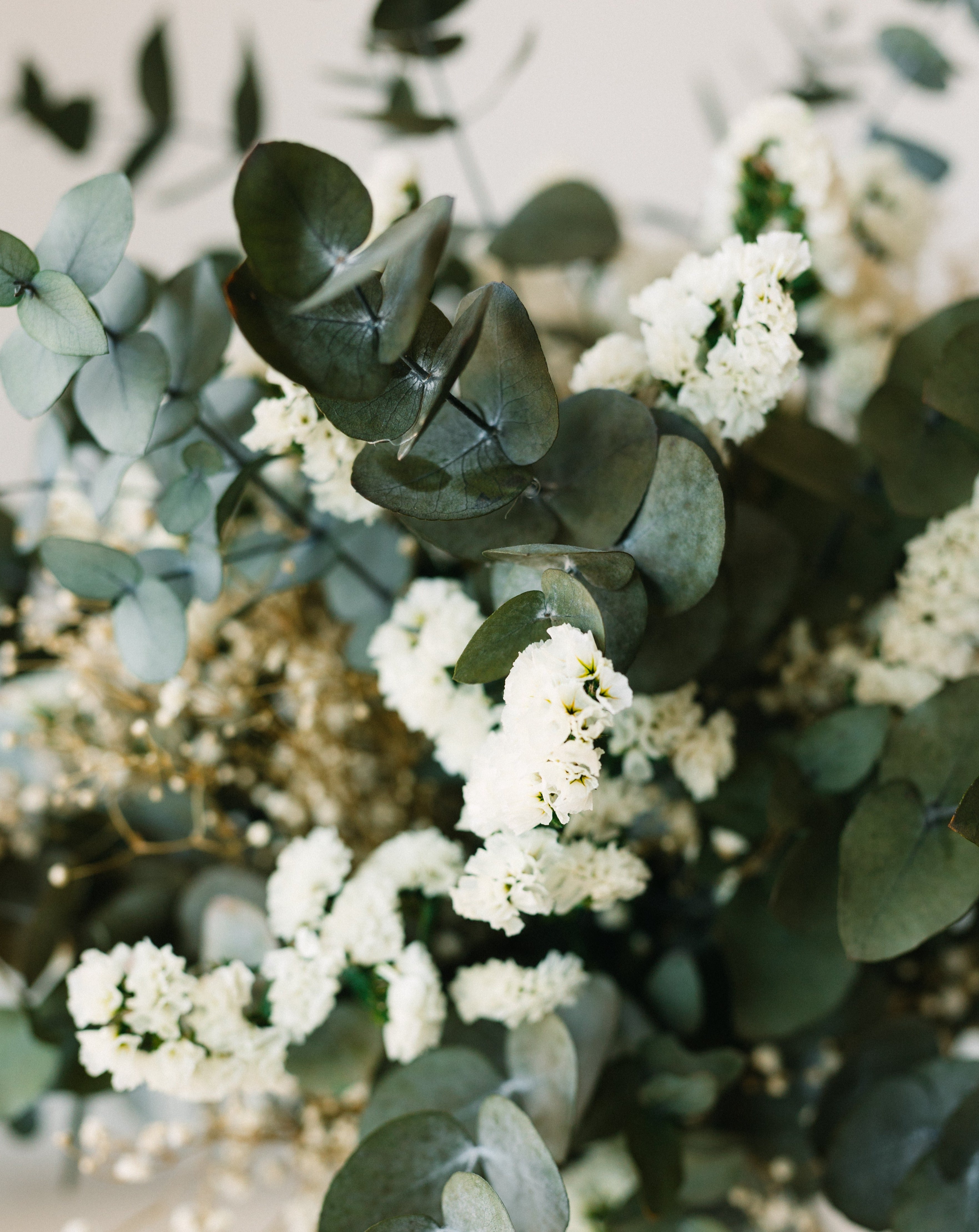 deco eucalyptus cinerea